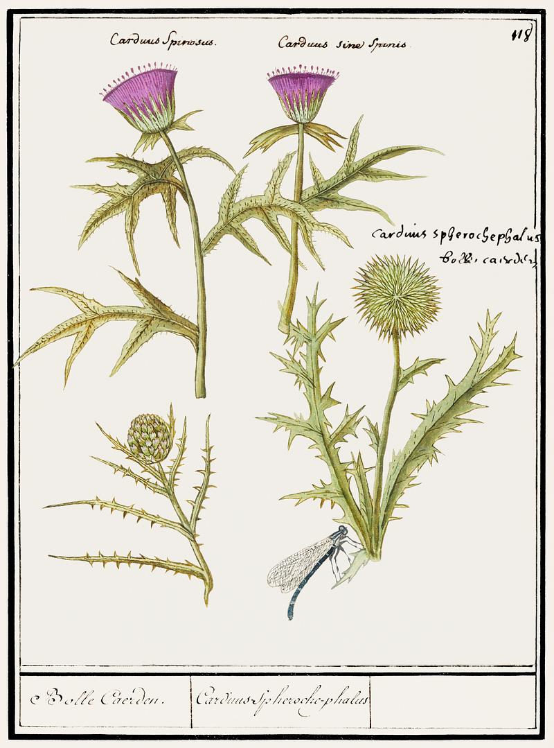 Thistle and artichoke Thistle, Carduus and Artichoke, Cynara cardunculus (1596–1610) by Anselmus Boëtius de Boodt. Original from the…