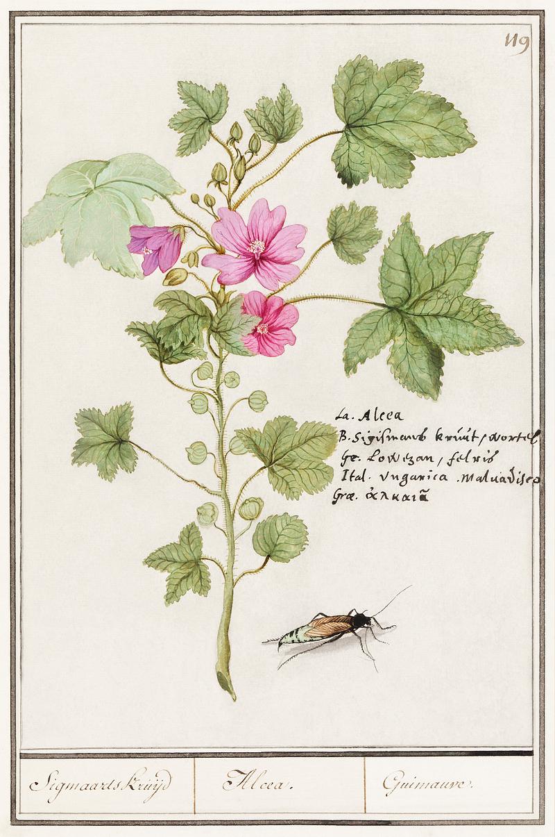 Cheeses in vintage style Large mallow, Malva sylvestris (1596–1610) by Anselmus Boëtius de Boodt. Original from the Rijksmuseum. Digitally…
