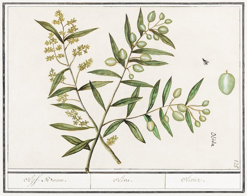 Olive in vintage style Olive, Olea europaea (1596–1610) by Anselmus Boëtius de Boodt. Original from the Rijksmuseum. Digitally enhanced…