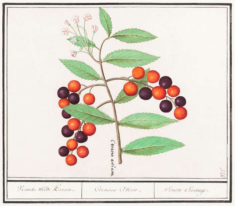 Bird cherry in vintage style | Free public domain illustration American bird cherry, Prunus serotina (1596–1610) by Anselmus Boëtius de Boodt. Original from the Rijksmuseum.…