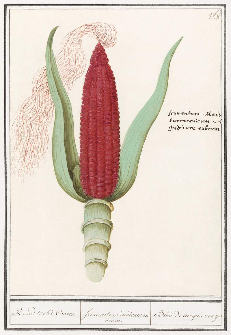 Ornamental corn, Zea mays (1596–1610) by Anselmus Boëtius de Boodt. Original from the Rijksmuseum. Digitally…