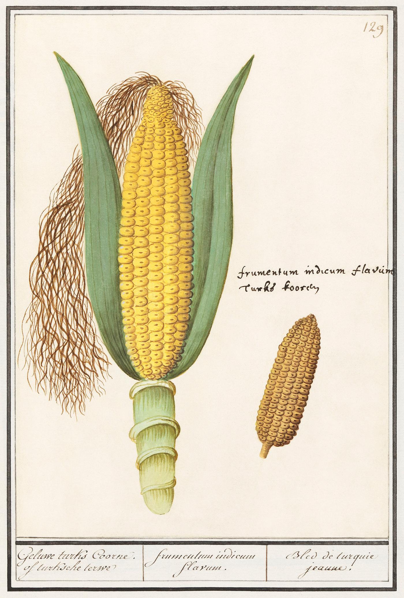 Corn, Zea mays (1596–1610) by Anselmus Boëtius de Boodt. Original from the Rijksmuseum. Digitally enhanced by... Corn, Zea mays (1596–1610) by Anselmus Boëtius de Boodt. Original from the Rijksmuseum. Digitally enhanced by...