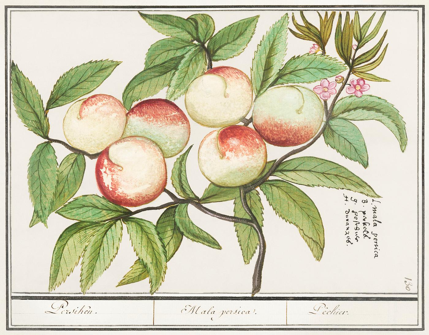 Peaches (1596–1610) by Anselmus Boëtius de Boodt. Original from the Rijksmuseum. Digitally enhanced by rawpixel. Peaches (1596–1610) by Anselmus Boëtius de Boodt. Original from the Rijksmuseum. Digitally enhanced by rawpixel.