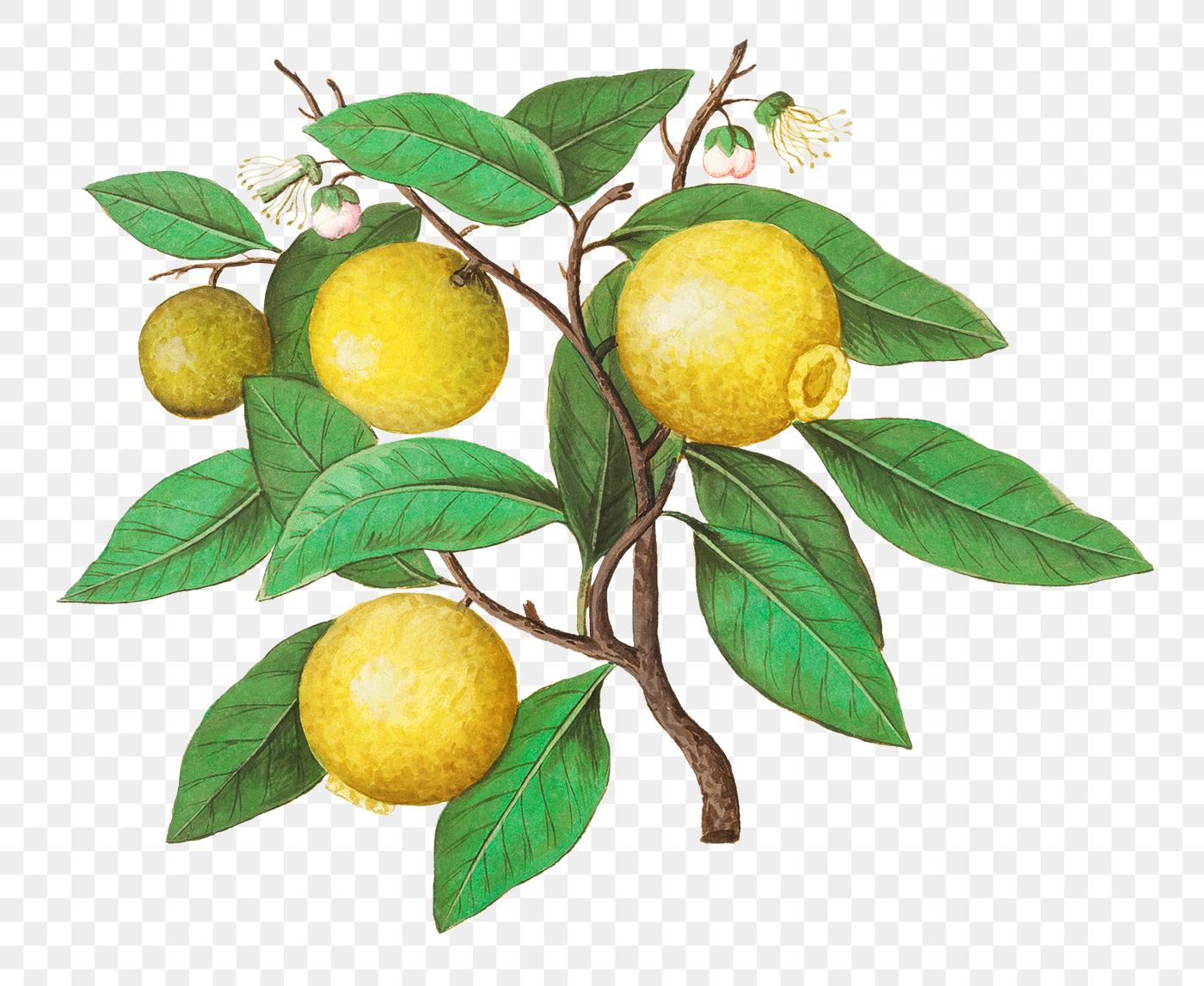 lemon in vintage style free transparent png 562034 watermark stationary