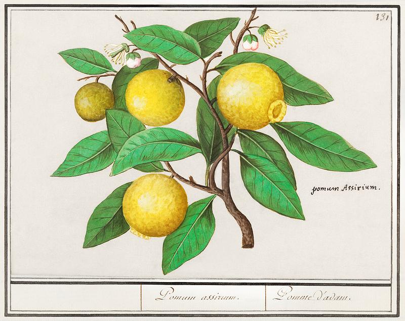Lemon in vintage style Lemon, Citrus limon (1596–1610) by Anselmus Boëtius de Boodt. Original from the Rijksmuseum. Digitally enhanced by…
