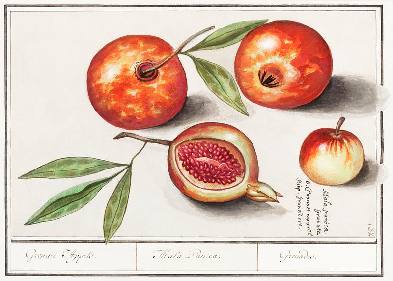 Pomegranate in vintage style Pomegranate, Punica granatum (1596–1610) by Anselmus Boëtius de Boodt. Original from the Rijksmuseum. Digitally…