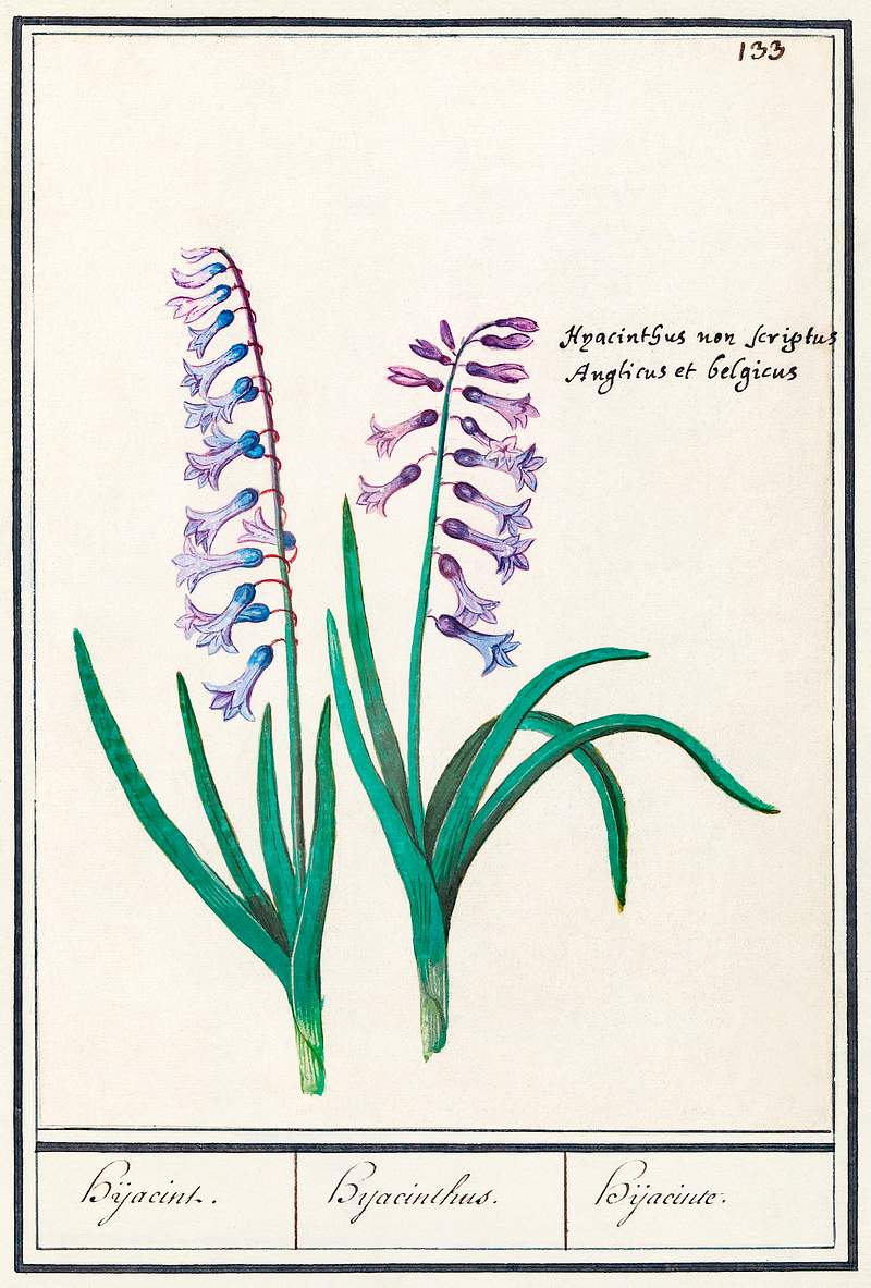 Hyacinth in vintage style | Free public domain illustration Hyacinth, Hyacinthus orientalis (1596–1610) by Anselmus Boëtius de Boodt. Original from the Rijksmuseum. Digitally…