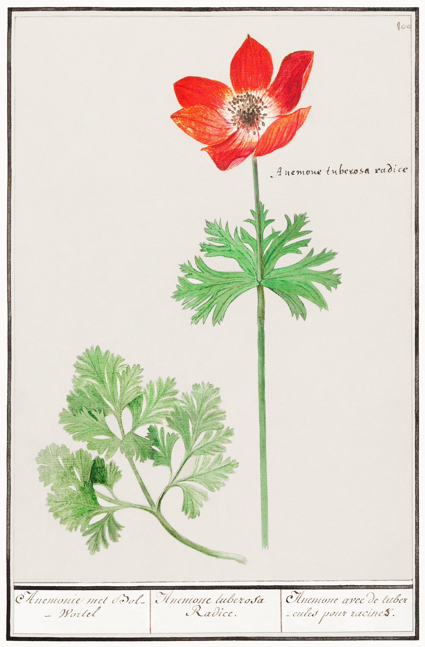 Anemoon, Anemone (1596–1610) by Anselmus Boëtius de Boodt. Original from the Rijksmuseum. Digitally enhanced by... Anemoon, Anemone (1596–1610) by Anselmus Boëtius de Boodt. Original from the Rijksmuseum. Digitally enhanced by...