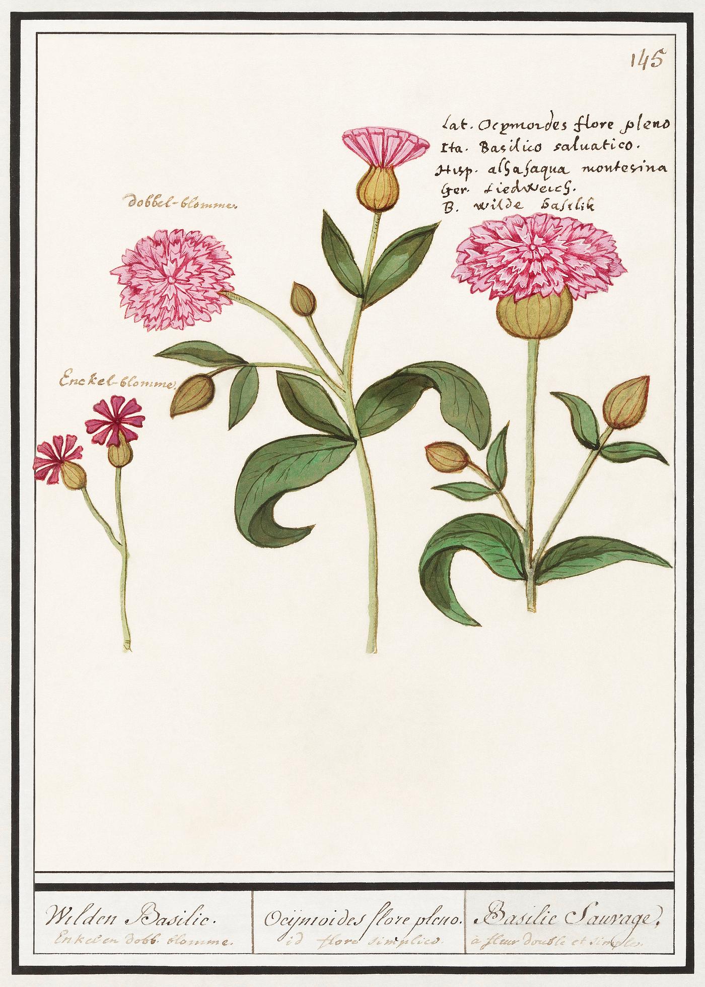 Cuckoo flower in vintage style Cuckoo flower, Silene dioica (1596–1610) by Anselmus Boëtius de Boodt. Original from the Rijksmuseum. Digitally...