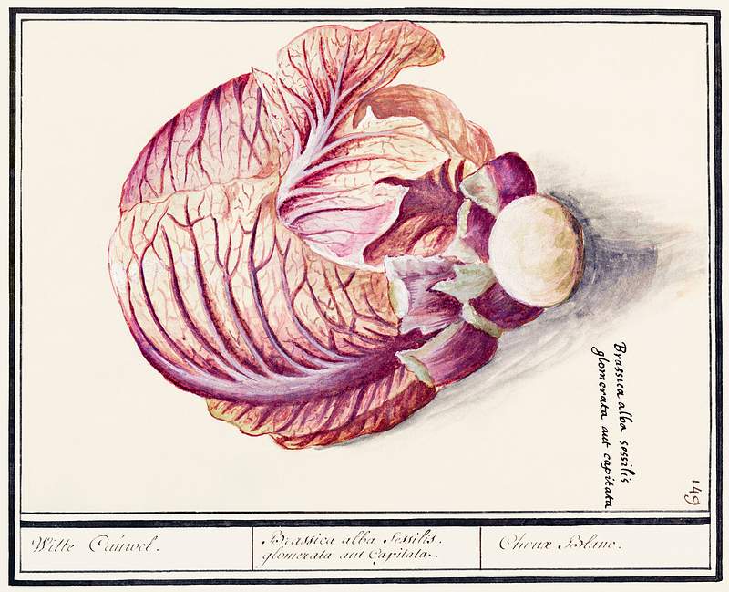 White cabbage, Brassica oleracea (1596–1610) by Anselmus Boëtius de Boodt. Original from the Rijksmuseum.…