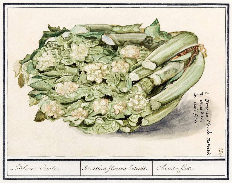 Cauliflower, Brassica oleracea convar, botrytis variety botrytis (1596–1610) by Anselmus Boëtius de Boodt.…