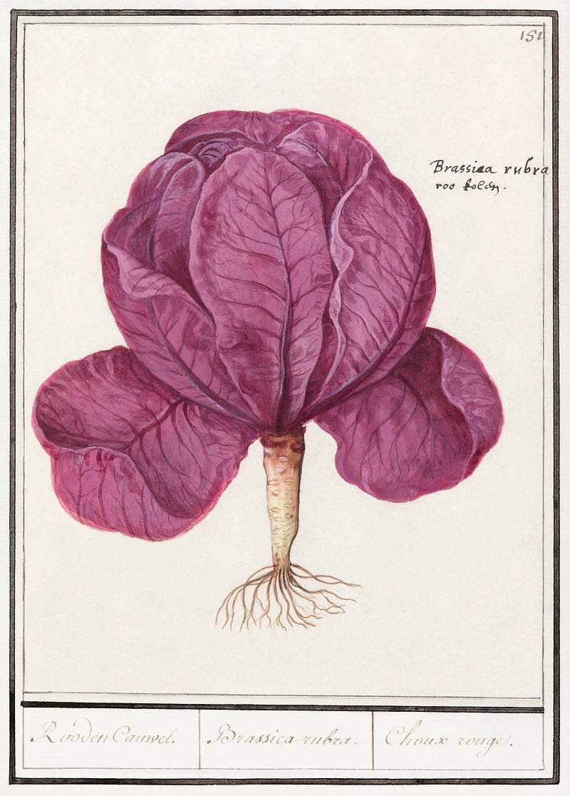 Red cabbage, Brassica oleracea convar.capitata var. Rubra (1596–1610) by Anselmus Boëtius de Boodt. Original from…