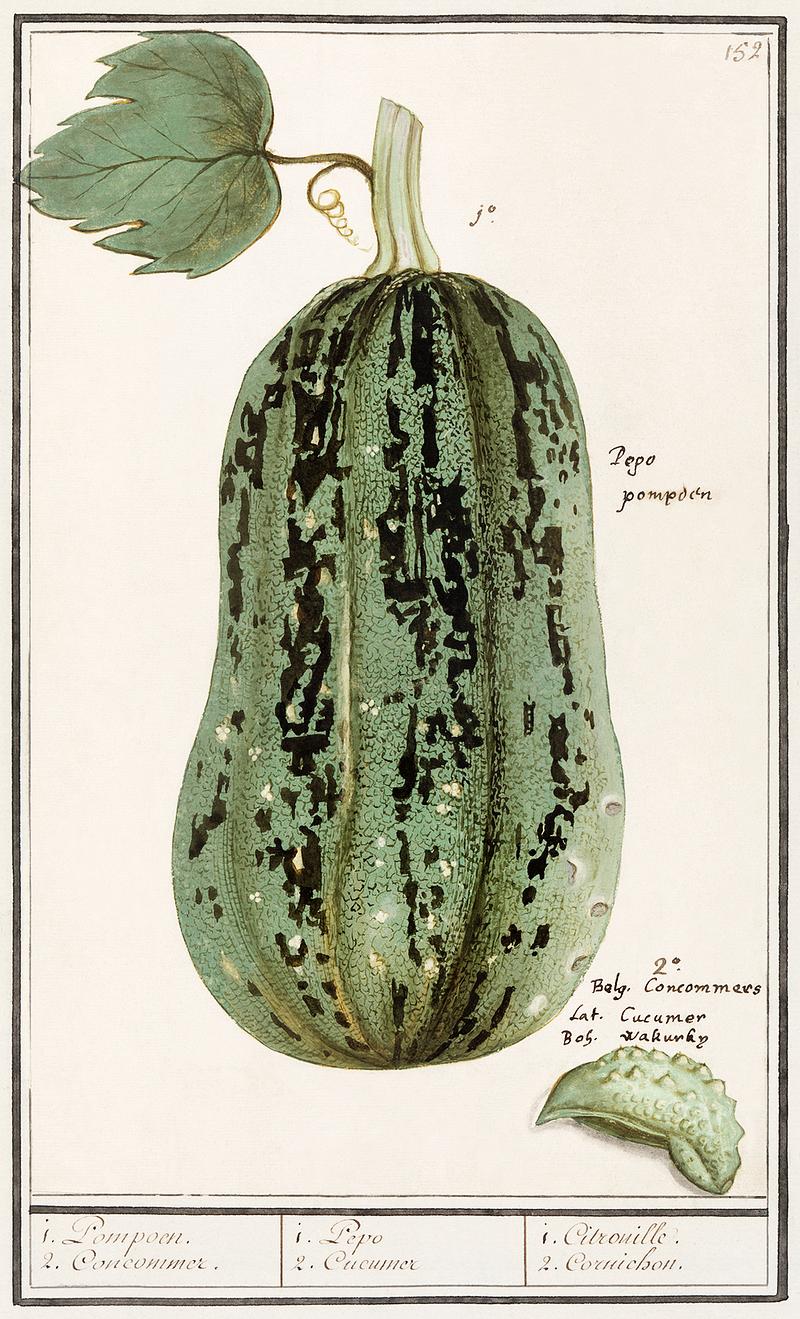 Pumpkin in vintage style Pumpkin, Cucurbita pepo (1596–1610) by Anselmus Boëtius de Boodt. Original from the Rijksmuseum. Digitally…