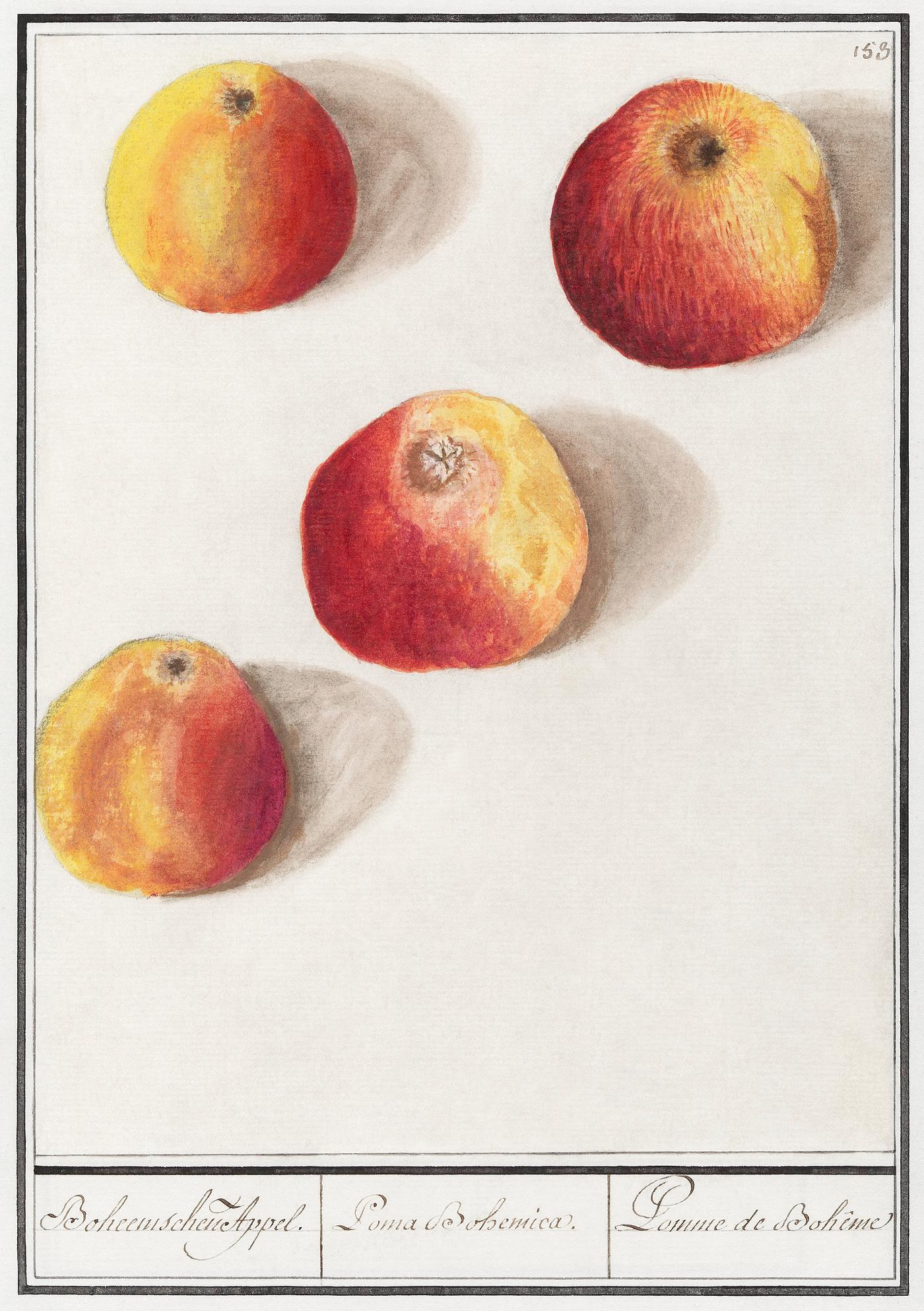 Apple, Malus domestica (1596–1610) by Anselmus Boëtius de Boodt. Original from the Rijksmuseum. Digitally... Apple, Malus domestica (1596–1610) by Anselmus Boëtius de Boodt. Original from the Rijksmuseum. Digitally...
