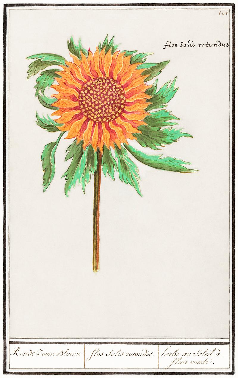 Sunflower in vintage style Sunflower, Helianthus annuus (1596–1610) by Anselmus Boëtius de Boodt. Original from the Rijksmuseum. Digitally…