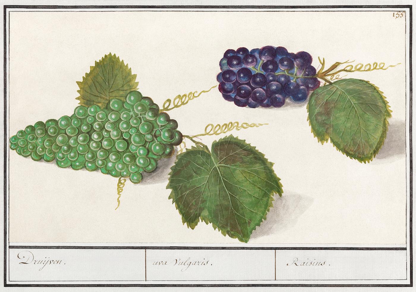 Grape, Vitis vinifera (1596–1610) by Anselmus Boëtius de Boodt. Original from the Rijksmuseum. Digitally enhanced... Grape, Vitis vinifera (1596–1610) by Anselmus Boëtius de Boodt. Original from the Rijksmuseum. Digitally enhanced...