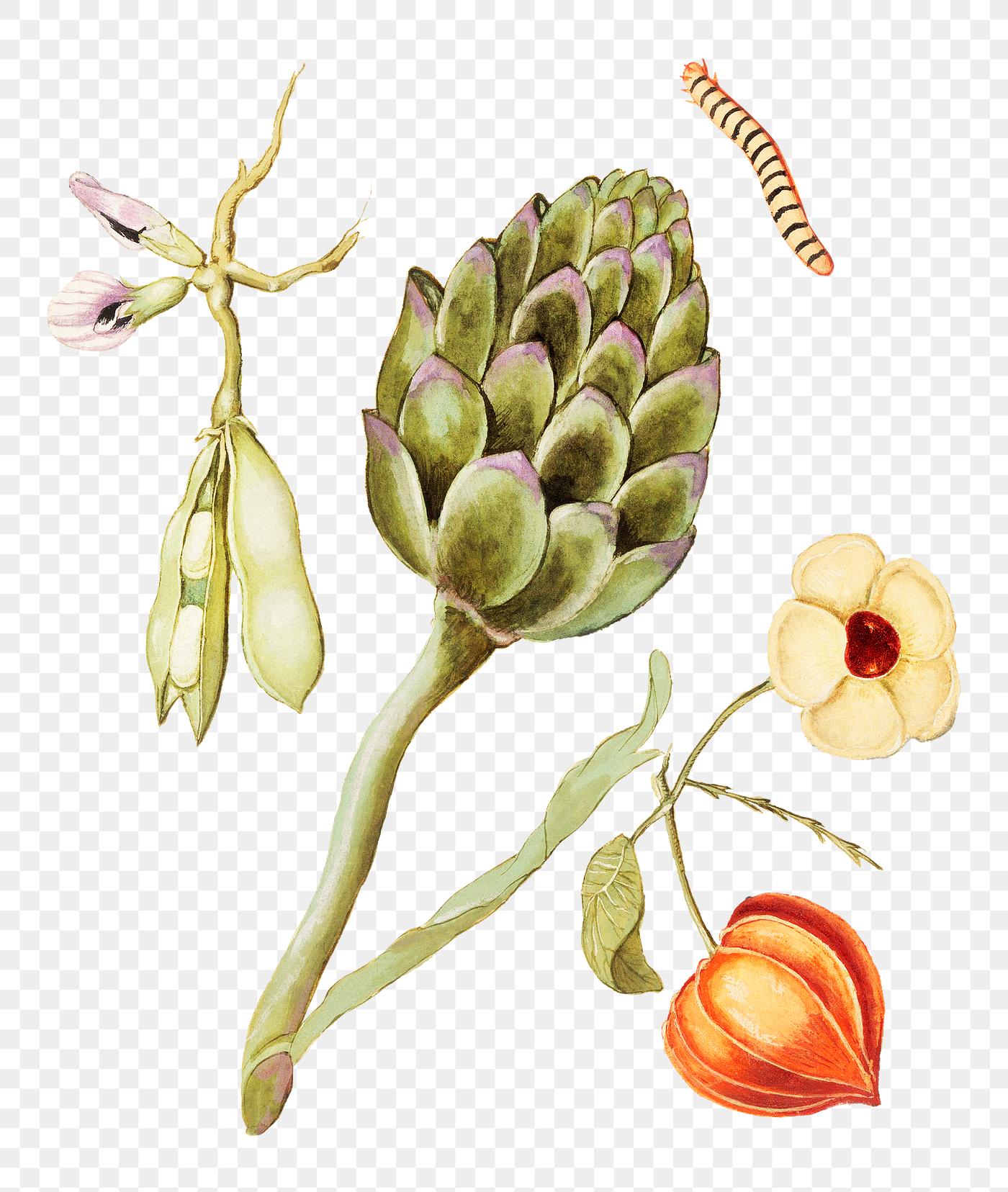 Vintage fresh artichoke, broad beans and Chinese lantern illustration Vintage fresh artichoke, broad beans and Chinese lantern illustration
