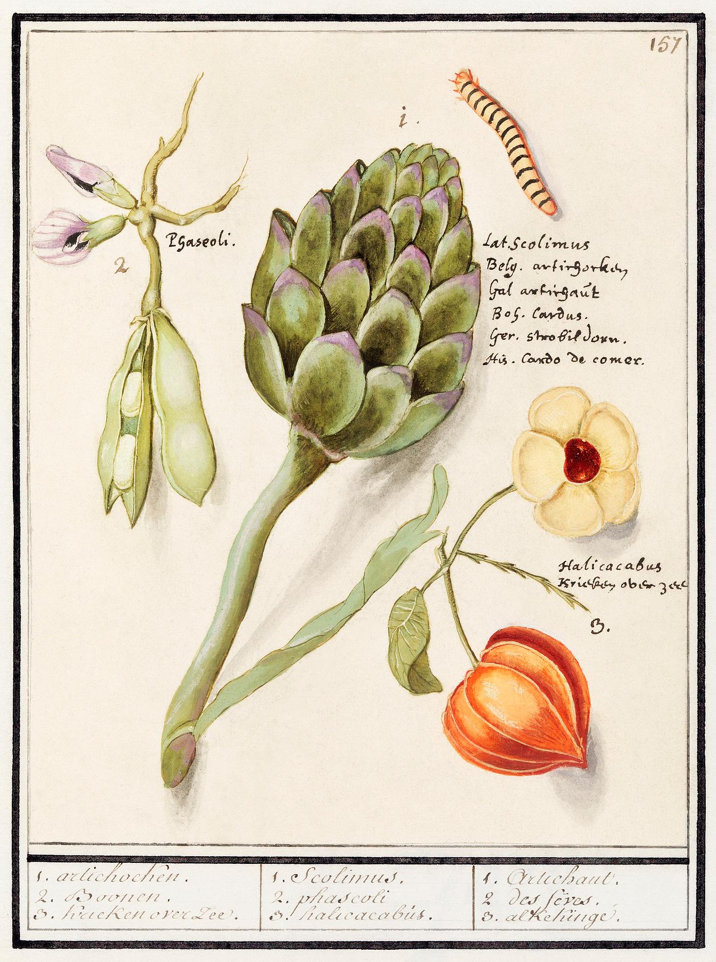 Artichoke, Cynara scolymus, broad beans, Vicia faba and lampion plant, Physalis (1596–1610) by Anselmus Boëtius... Artichoke, Cynara scolymus, broad beans, Vicia faba and lampion plant, Physalis (1596–1610) by Anselmus Boëtius...