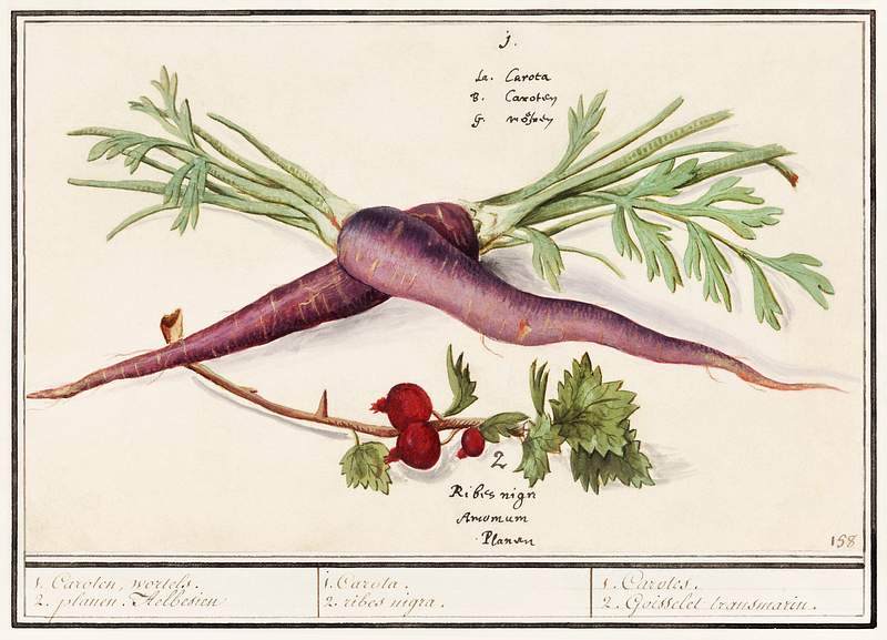 Carrot, Daucus carota and red currant, Ribes rubrum (1596–1610) by Anselmus Boëtius de Boodt. Original from the…