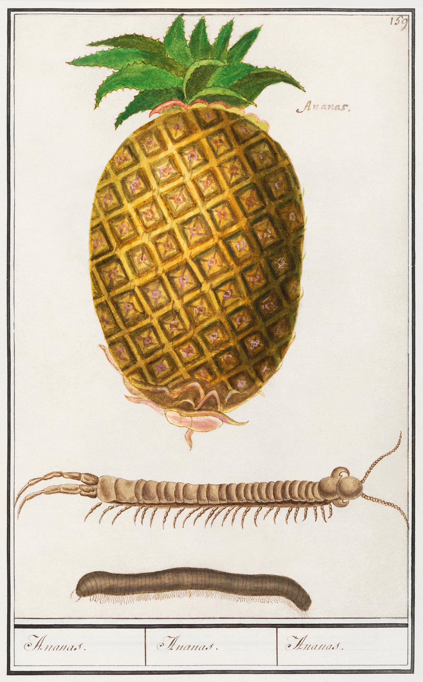 Pineapple, Ananas comosus (1596–1610) by Anselmus Boëtius de Boodt. Original from the Rijksmuseum. Digitally... Pineapple, Ananas comosus (1596–1610) by Anselmus Boëtius de Boodt. Original from the Rijksmuseum. Digitally...