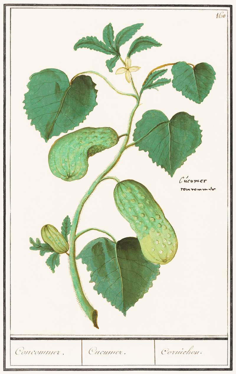 Cucumber, Cucumis sativus (1596–1610) by Anselmus Boëtius de Boodt. Original from the Rijksmuseum. Digitally…