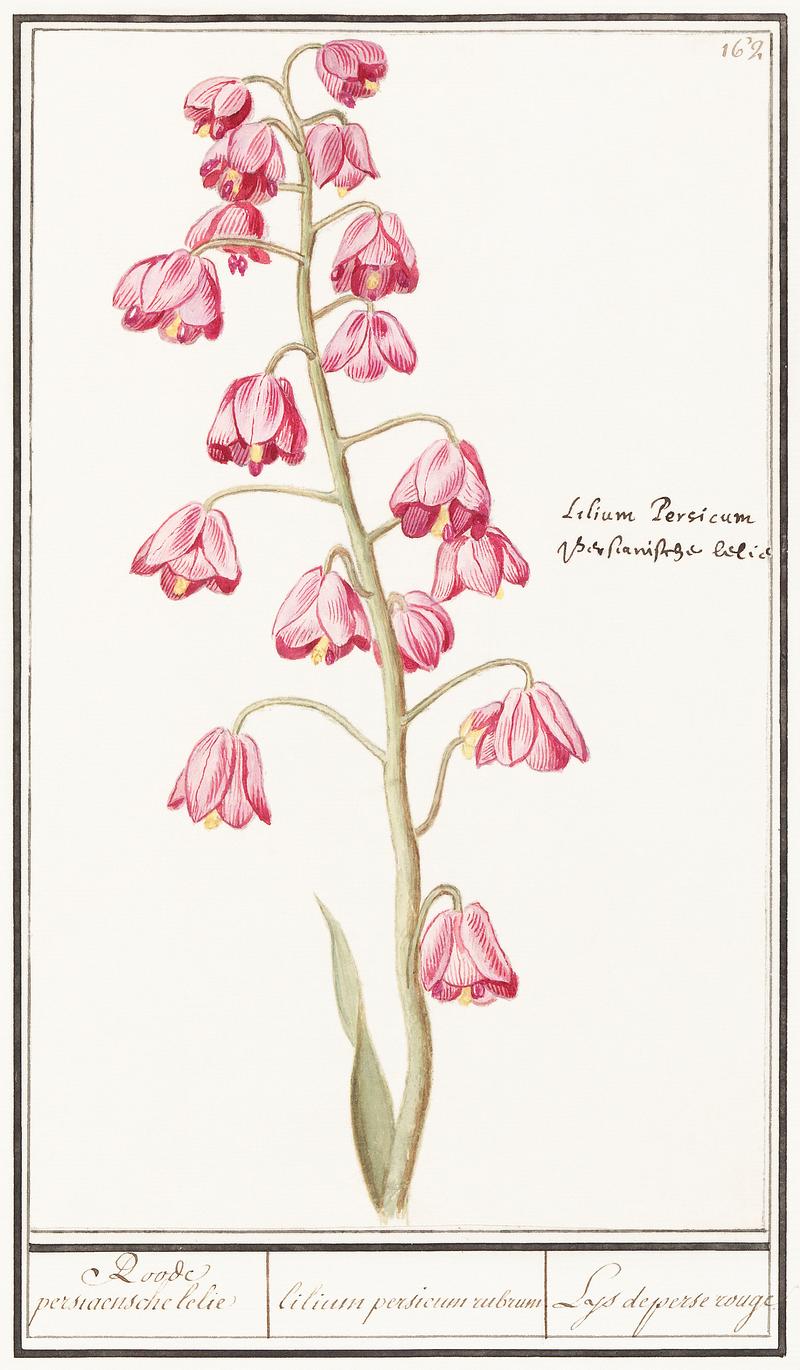 Persian lily in vintage style Persian lily, Fritillaria persica (1596–1610) by Anselmus Boëtius de Boodt. Original from the Rijksmuseum.…