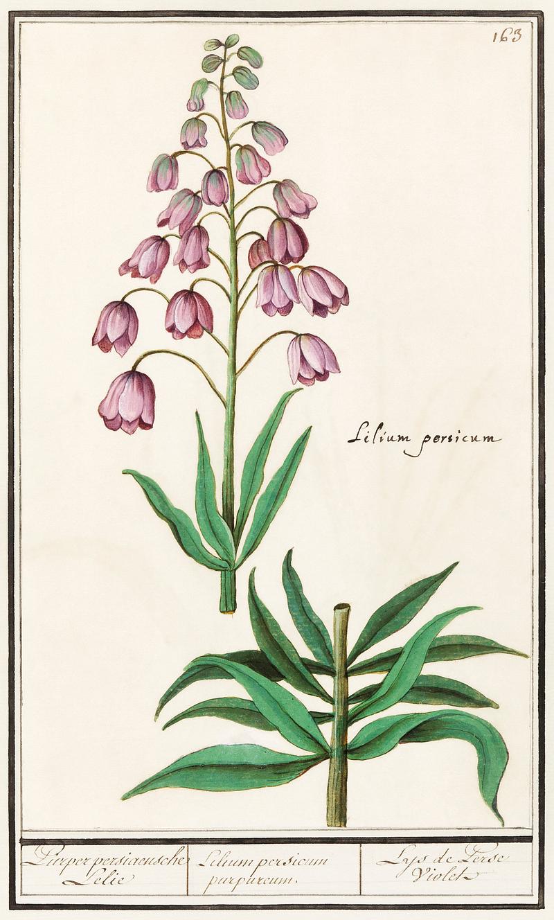 Persian lily in vintage style Persian lily, Fritillaria persica (1596–1610) by Anselmus Boëtius de Boodt. Original from the Rijksmuseum.…