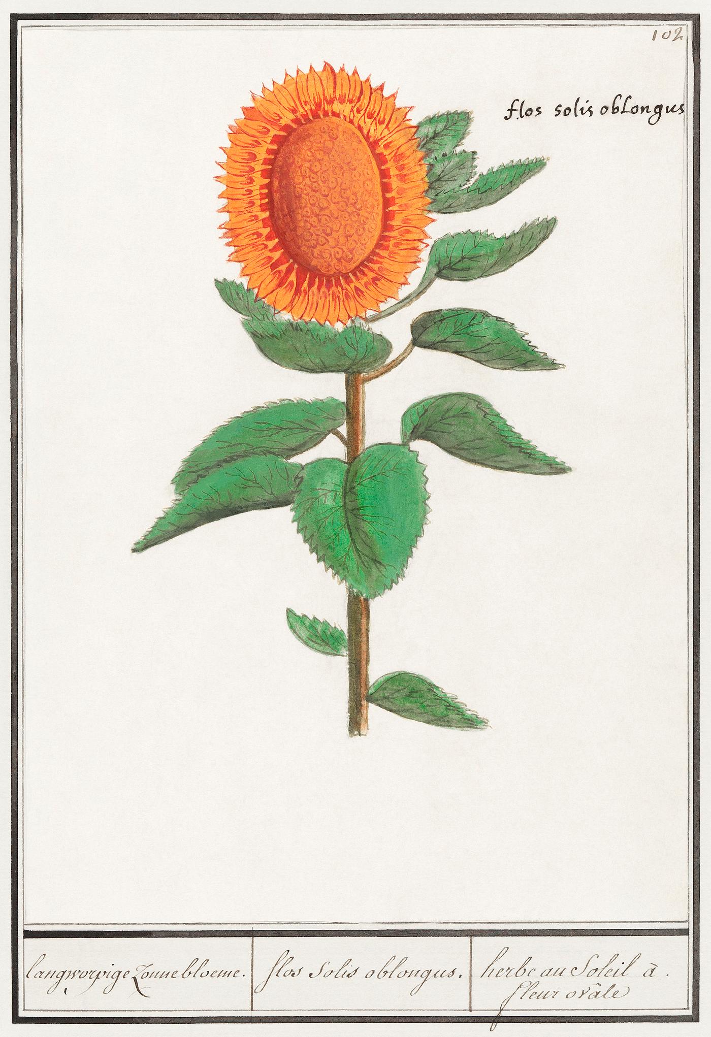 Sunflower, Helianthus annuus (1596–1610) by Anselmus Boëtius de Boodt. Original from the Rijksmuseum. Digitally... Sunflower, Helianthus annuus (1596–1610) by Anselmus Boëtius de Boodt. Original from the Rijksmuseum. Digitally...