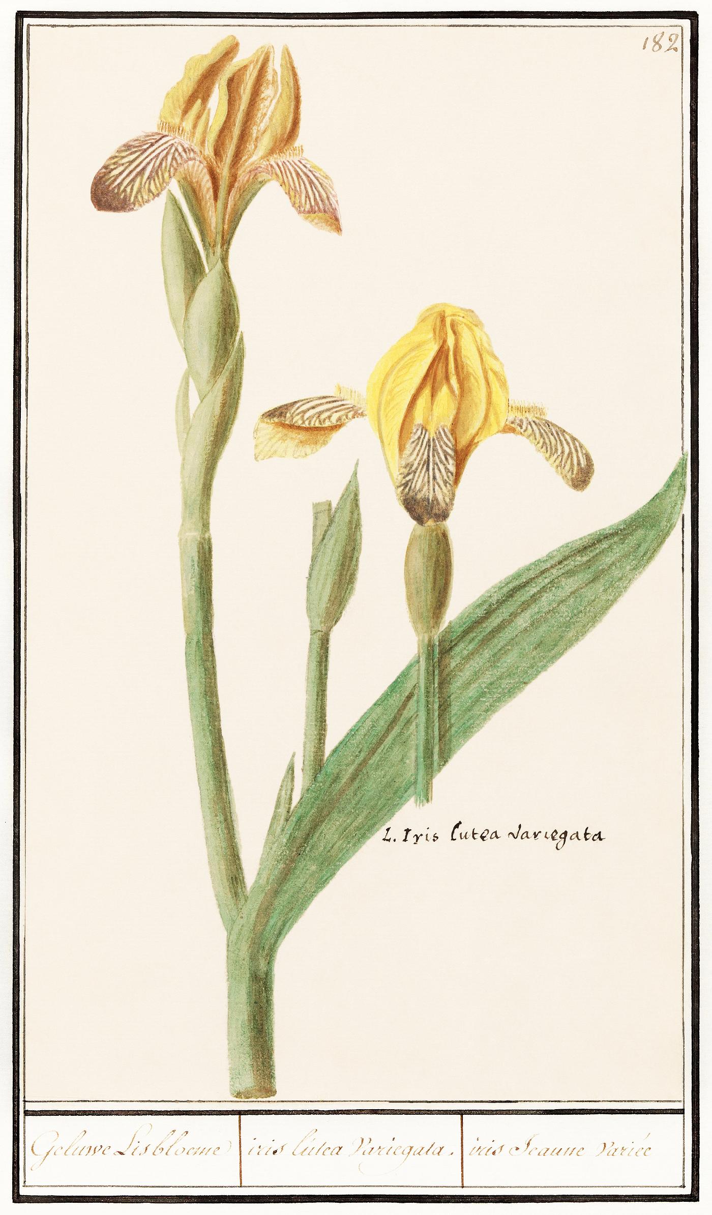 Yellow Iris, Iris pseudacorus (1596–1610) by Anselmus Boëtius de Boodt. Original from the Rijksmuseum. Digitally... Yellow Iris, Iris pseudacorus (1596–1610) by Anselmus Boëtius de Boodt. Original from the Rijksmuseum. Digitally...