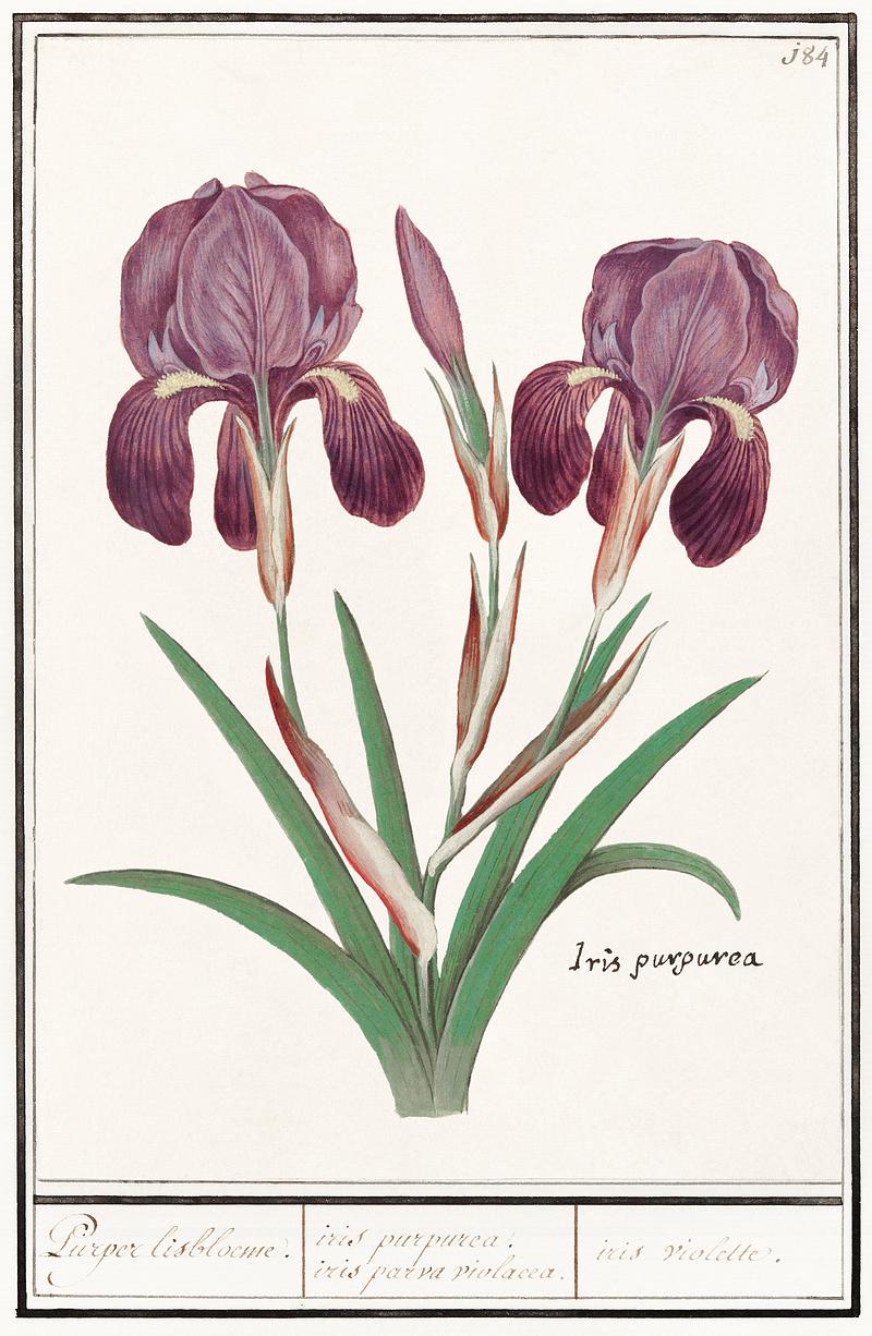 Purple iris in vintage style Purple iris, Iris germanica (1596–1610) by Anselmus Boëtius de Boodt. Original from the Rijksmuseum. Digitally…