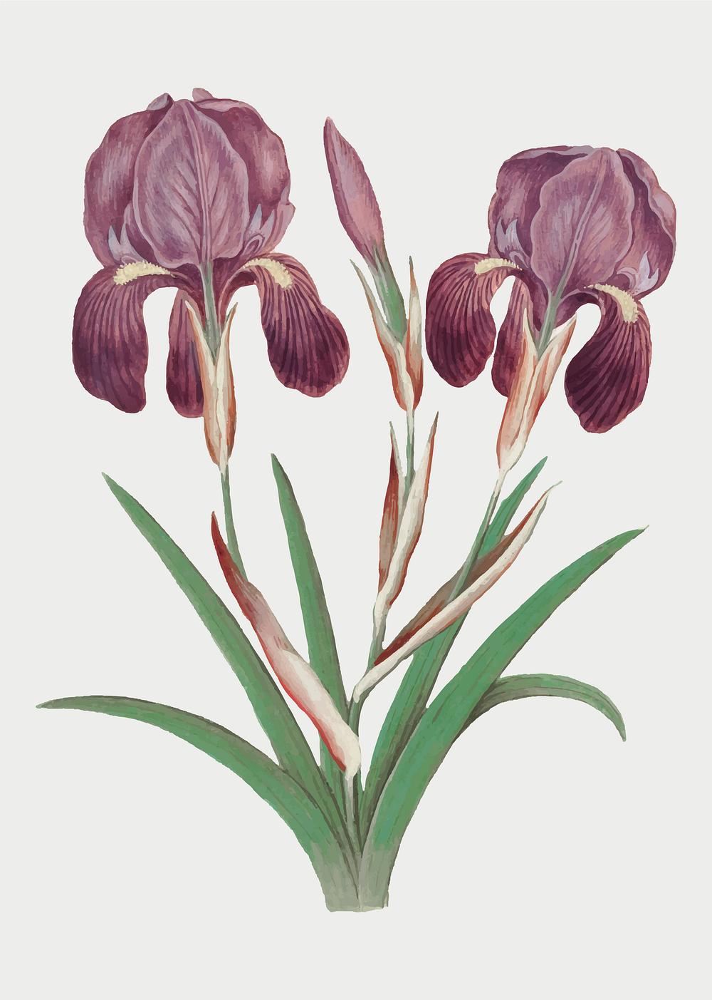 Purple iris in vintage style | Royalty free stock illustration - 561532