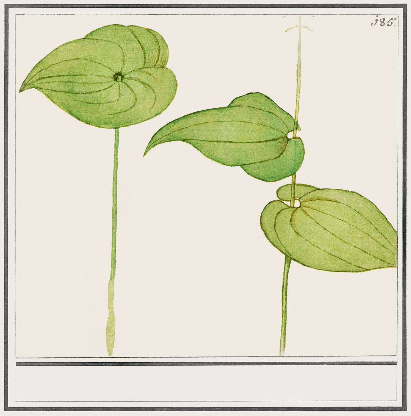 Plant, Unknown species (1596–1610) by Anselmus Boëtius de Boodt. Original from the Rijksmuseum. Digitally... Plant, Unknown species (1596–1610) by Anselmus Boëtius de Boodt. Original from the Rijksmuseum. Digitally...