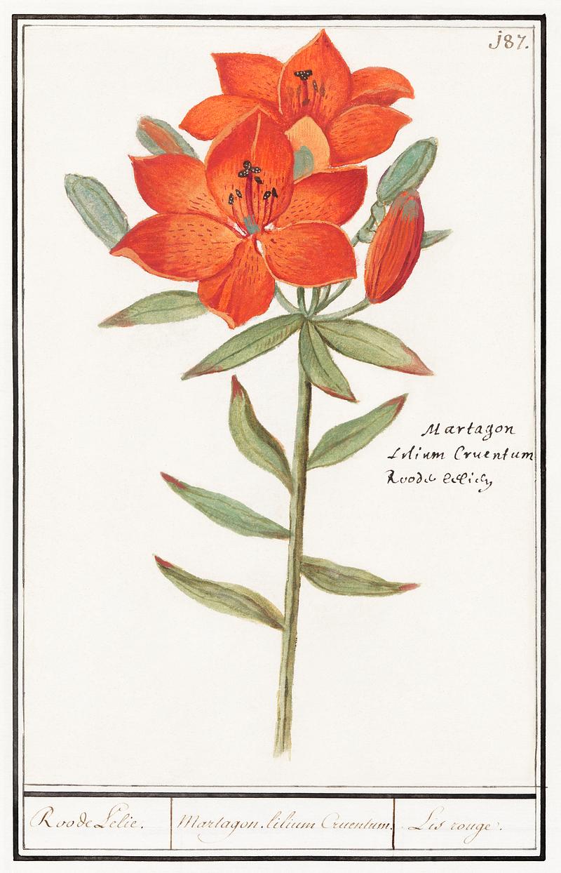 Red lily in vintage style Red lily, Lilium (1596–1610) by Anselmus Boëtius de Boodt. Original from the Rijksmuseum. Digitally enhanced by…