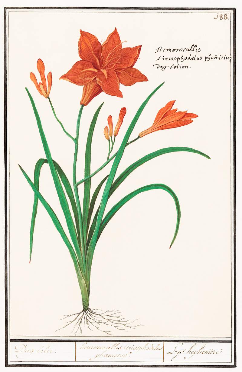Orange daylily in vintage style | Free public domain illustration Orange daylily, Hemerocallis (1596–1610) by Anselmus Boëtius de Boodt. Original from the Rijksmuseum. Digitally…