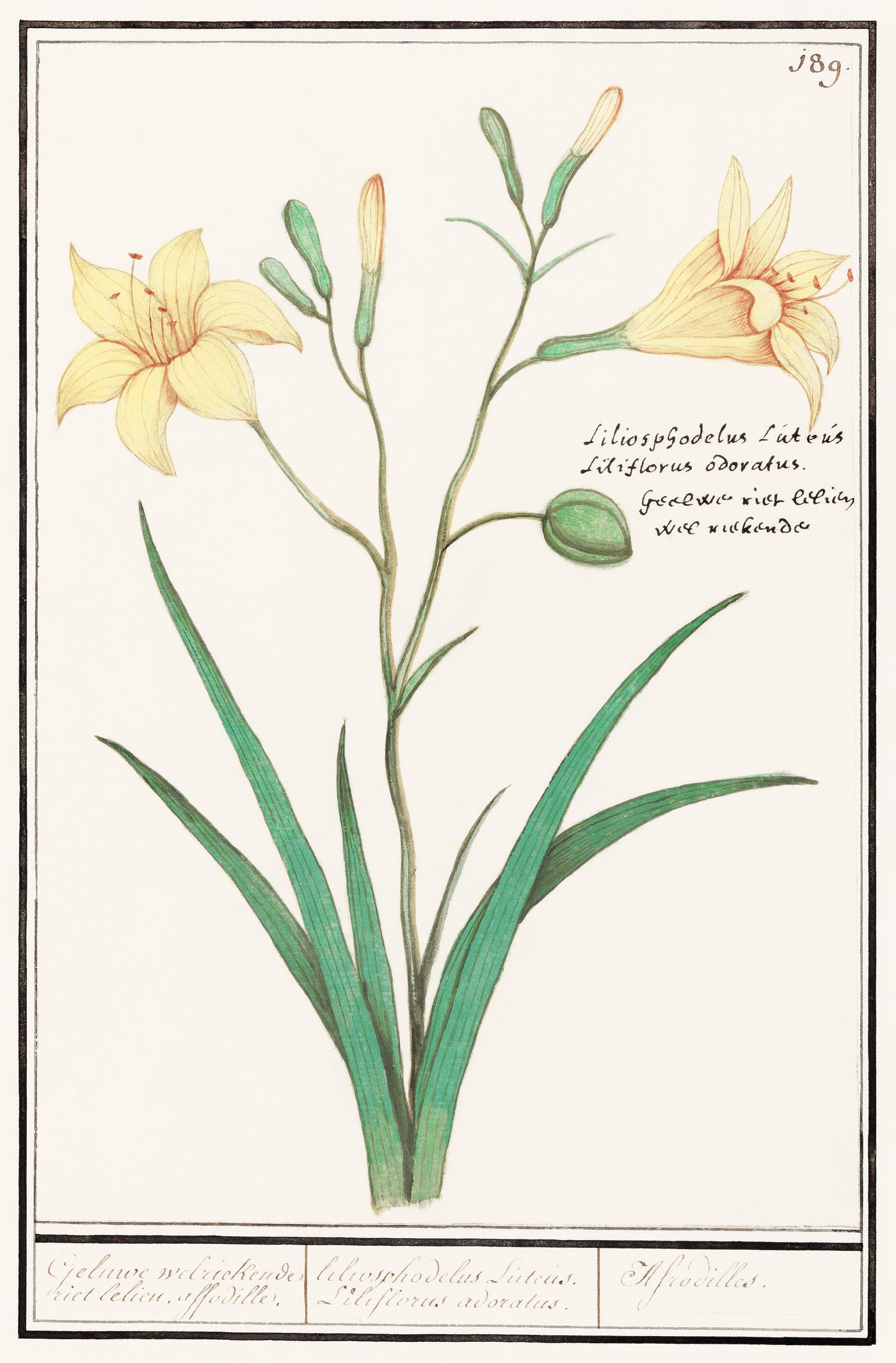Yellow lily, Lilium (1596–1610) by Anselmus Boëtius de Boodt. Original from the Rijksmuseum. Digitally enhanced... Yellow lily, Lilium (1596–1610) by Anselmus Boëtius de Boodt. Original from the Rijksmuseum. Digitally enhanced...