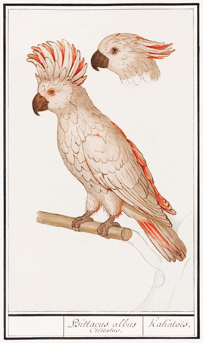 Moluccan cockatoo vintage style Salmon-crested cockatoo (1596–1610) by Anselmus Boëtius de Boodt. Original from the Rijksmuseum. Digitally…