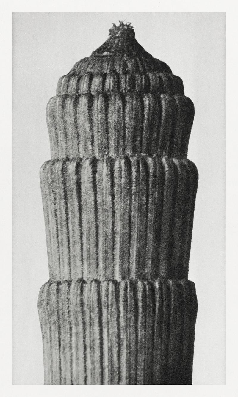 Karl Blossfeldt Macrophotography Equisetum hyemale (Rough Horsetail) enlarged 25 times from Urformen der Kunst (1928) by Karl Blossfeldt. Original from The…
