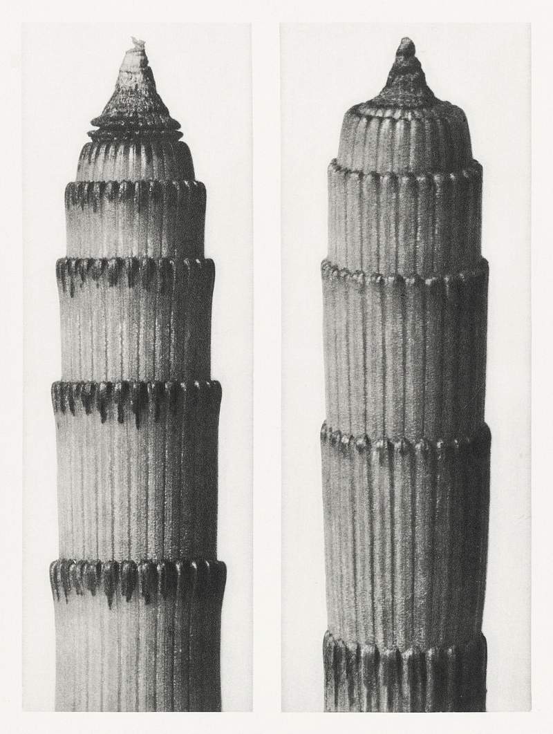 Karl Blossfeldt Macrophotography Equisetum Hiemale (Winter Horsetail) enlarged 12 times from Urformen der Kunst (1928) by Karl Blossfeldt. Original from The…