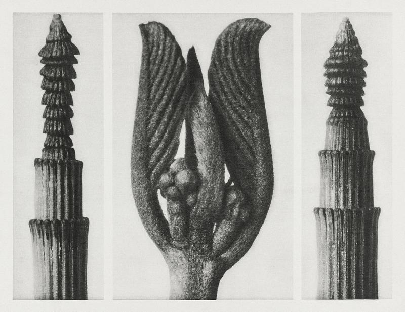 Karl Blossfeldt Macrophotography Equisetum Hiemale (Winter Horsetail) enlarged 10 times, Rhamnus Purshiana (Californian Bearberry) enlarged 25 times, and…
