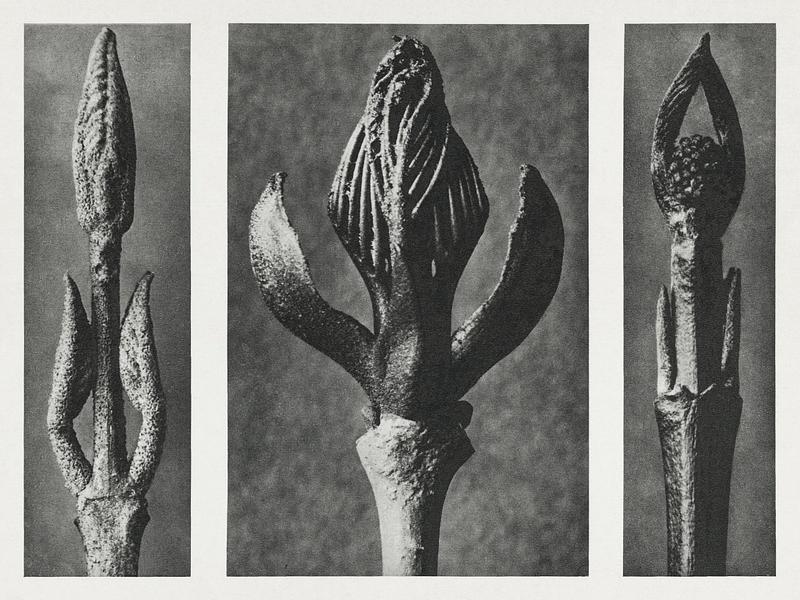 Karl Blossfeldt Macrophotography Callicarpa Dichotoma (Beautyberry) enlarged 7 times, Fraxinus Ornus (Flowering Ash) enlarged 6 times, and Cornus Pubescens…