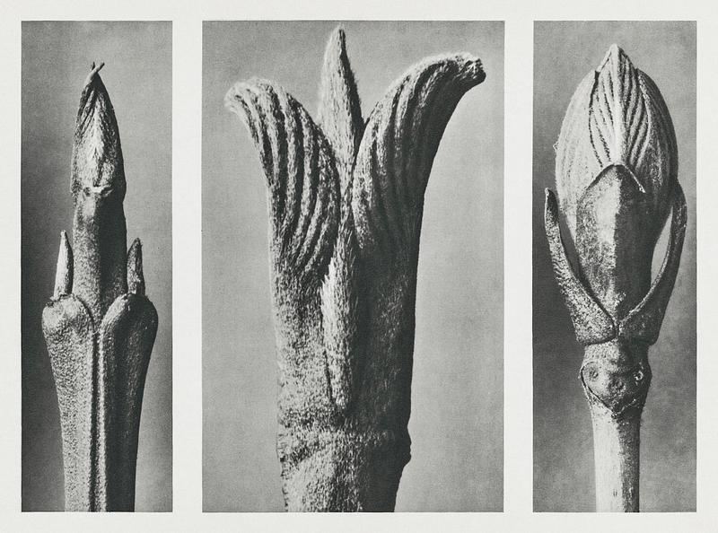 Karl Blossfeldt Macrophotography Cornus Brachypoda (Dogwood) shoot enlarged 12 times, Cornus Pubescens (Dogwood) leaf–bud enlarged 15 times, and…