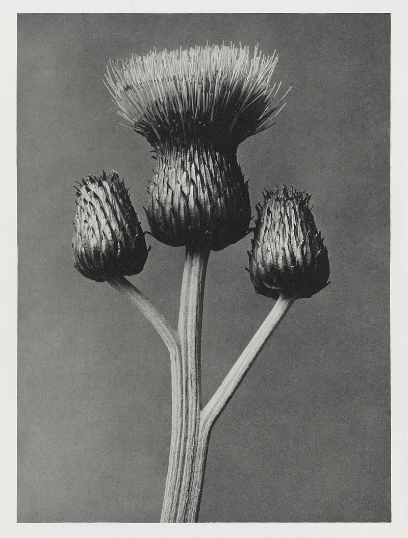 Vintage Queen Anne Thistle photograph Cirsium Canum (Queen Anne Thistle) enlarged 4 times from Urformen der Kunst (1928) by Karl Blossfeldt. Original from The…