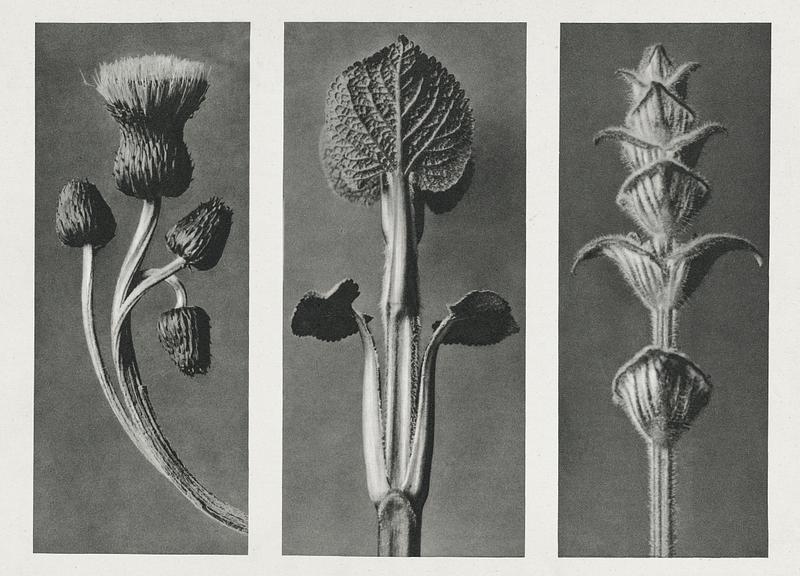 Vintage Queen Anne Thistle photograph Cirsium canum (Queen Anne Thistle) enlarged 4 times, Phlomis umbrosa enlarged 4 times, and Salvia enlarged 6 times from…