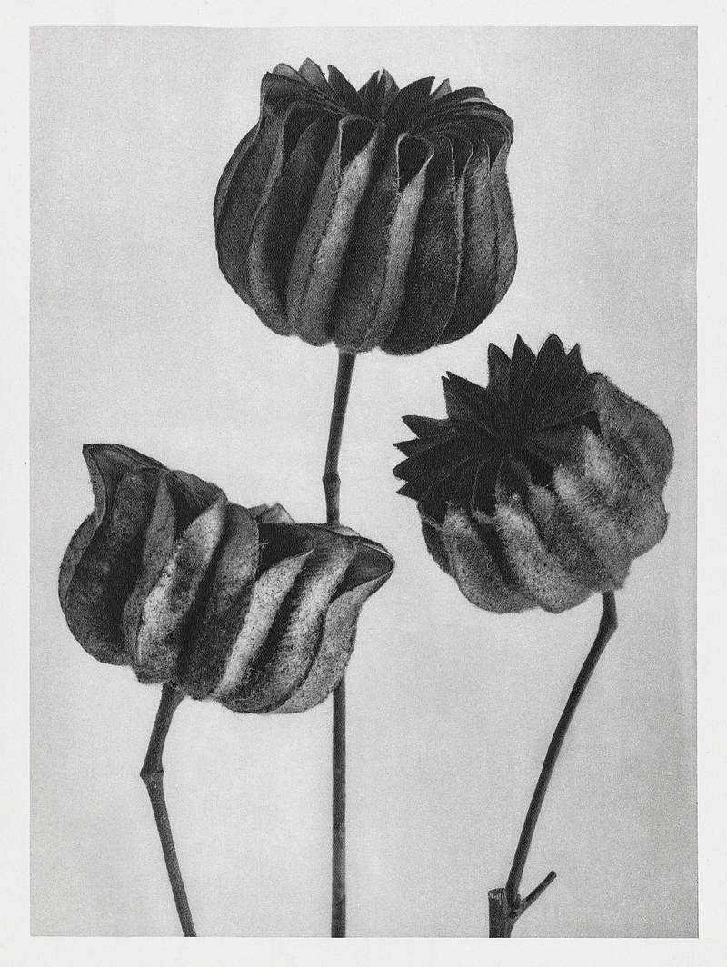Abutilon (Lime Mallow) pod enlarged six times from Urformen der Kunst (1928) by Karl Blossfeldt. Original from The…