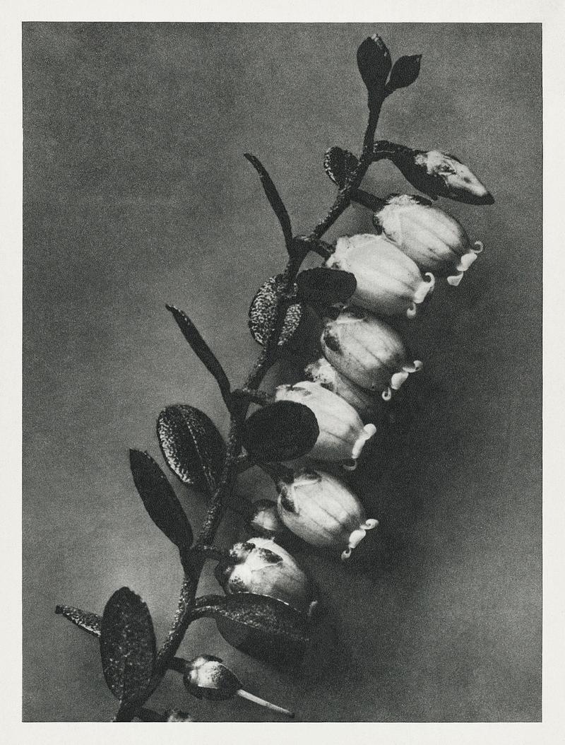 Karl Blossfeldt Macrophotography Lyonia calyculata enlarged 8 times from Urformen der Kunst (1928) by Karl Blossfeldt. Original from The Rijksmuseum.…