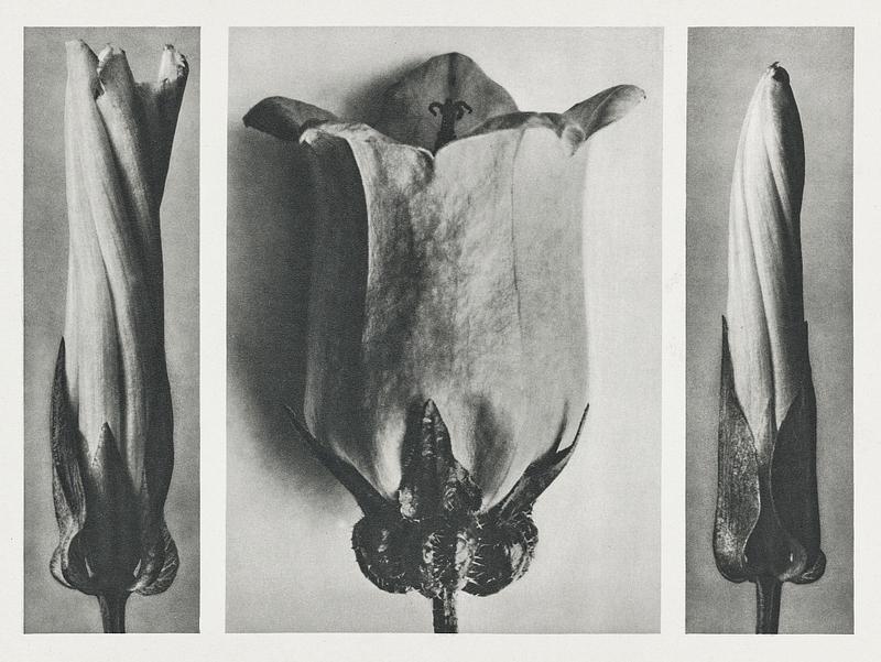 Karl Blossfeldt Macrophotography Convolvulus Sepium (Hedge Bindweed) enlarged 5 times and Campanula Medium (Canterbury Bells) enlarged 6 times from Urformen…