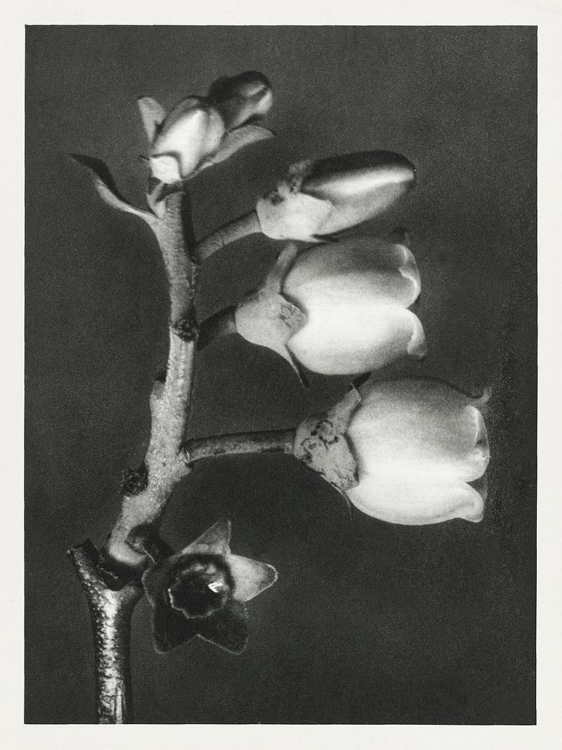 Karl Blossfeldt Macrophotography Vaccinium Corymbosum (Blueberry) enlarged 10 times from Urformen der Kunst (1928) by Karl Blossfeldt. Original from The…