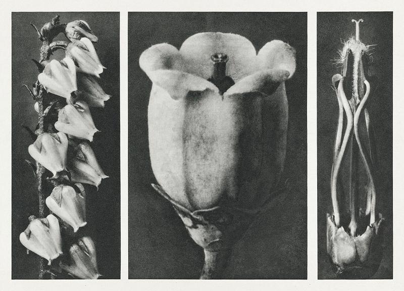 Karl Blossfeldt Macrophotography Andromeda Floribunda (Pieris Floribunda) enlarged 6 times, Vaccinium Corymbosum (Highbush Blueberry) enlarged 20 times, and…
