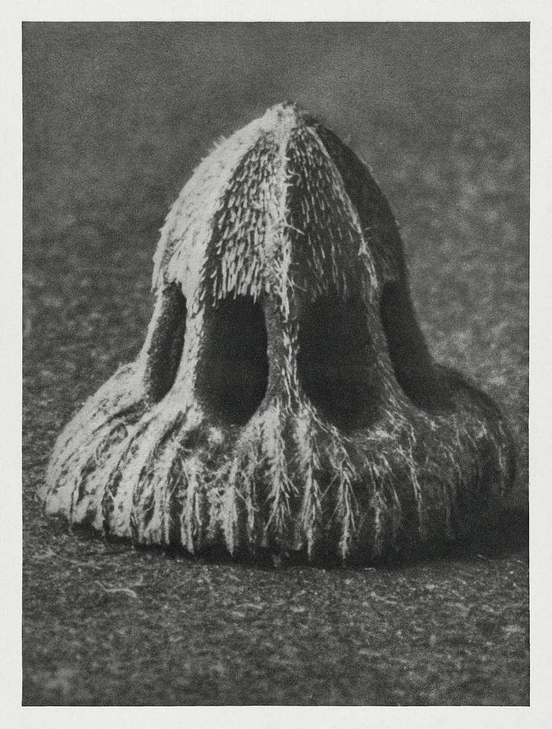 Callistemma Brachiatum (Seed of a Scabious) enlarged 30 times from Urformen der Kunst (1928) by Karl Blossfeldt. Original…