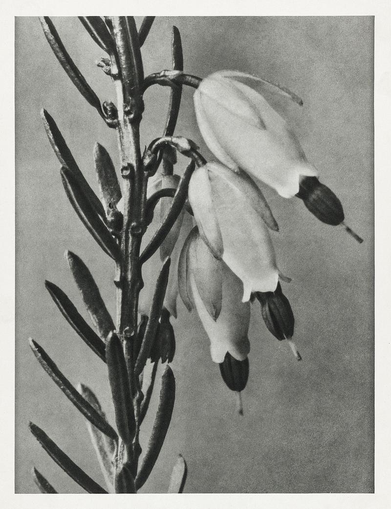 Karl Blossfeldt Macrophotography Erica Herbacea (winter heath) enlarged 16 times from Urformen der Kunst (1928) by Karl Blossfeldt. Original from The…